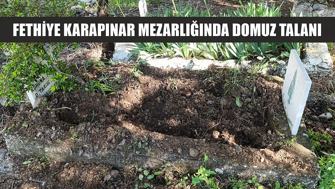 Fethiye Karapınar mezarlığında domuz talanı