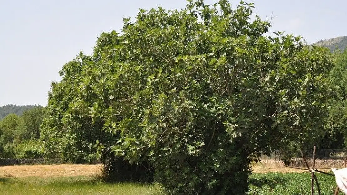 Fethiye Kaya İnciri artık coğrafi işaretli