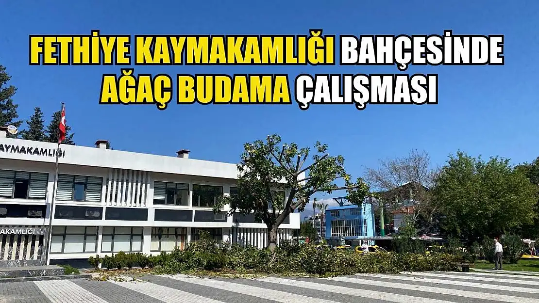 Fethiye Kaymakamlığı bahçesinde ağaç budama çalışması