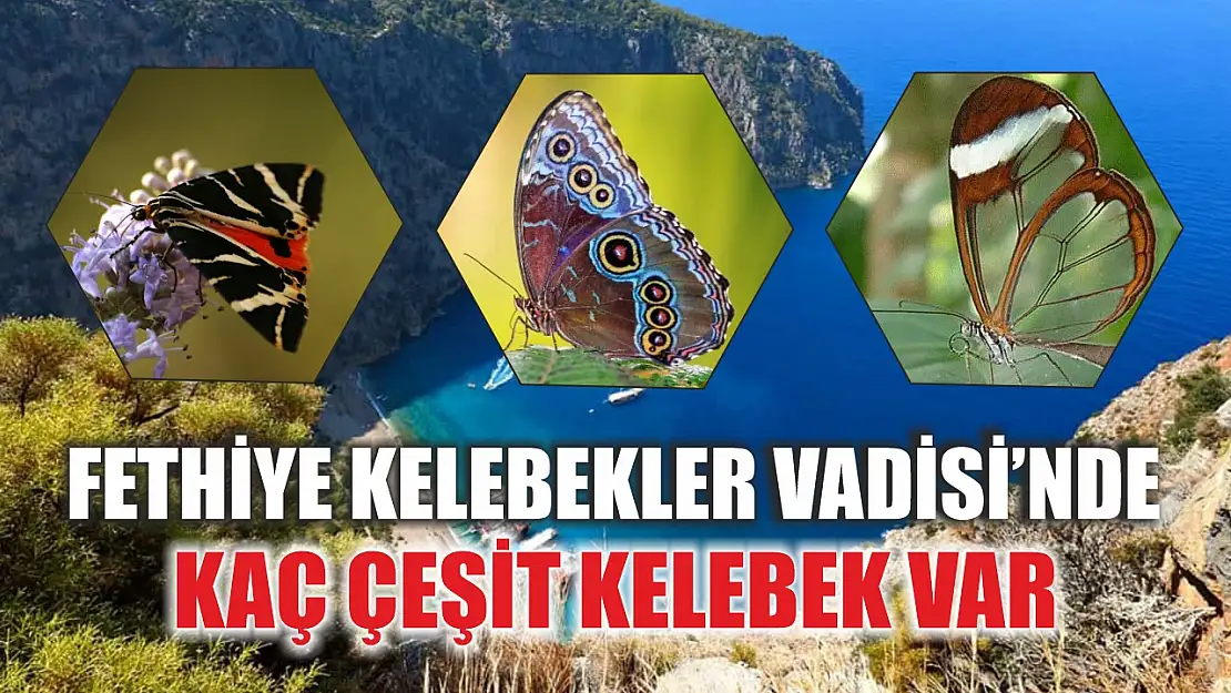 Fethiye Kelebekler Vadisi'nde Kaç Çeşit Kelebek Var