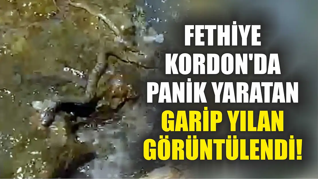 Fethiye Kordon'da Panik Yaratan Garip Yılan Görüntülendi!