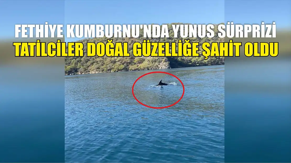 Fethiye Kumburnu'nda Yunus Sürprizi, Tatilciler Doğal Güzelliğe Şahit Oldu