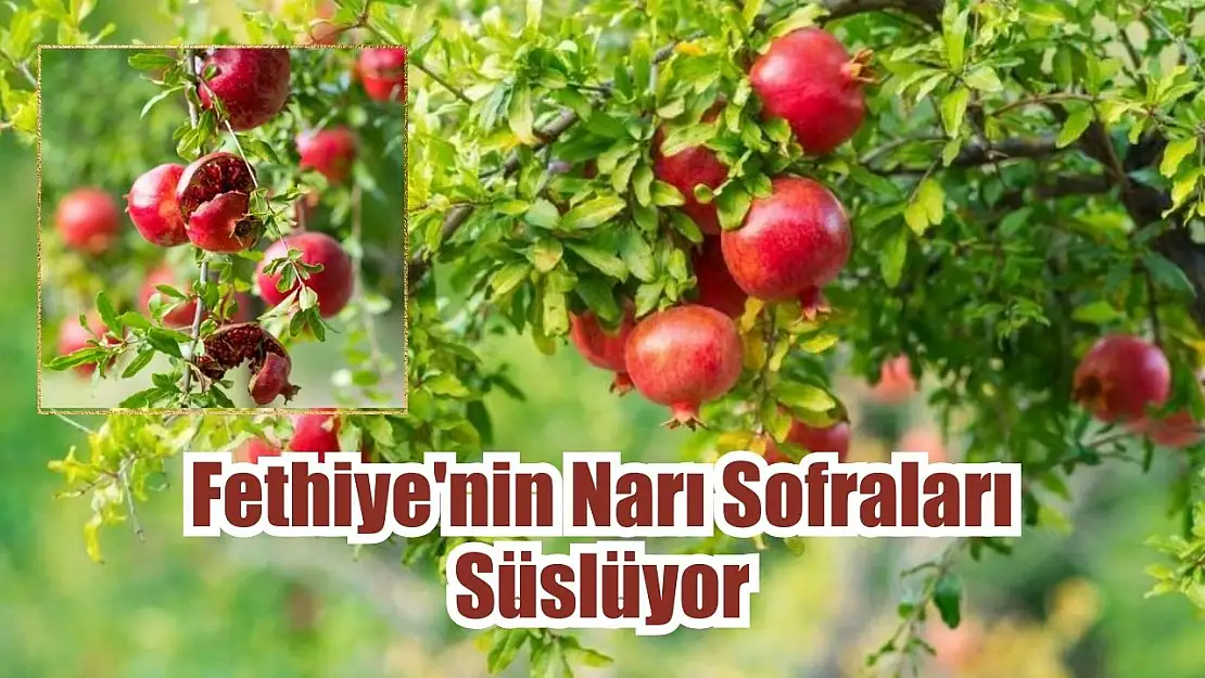 Fethiye'nin Narı Sofraları Süslüyor