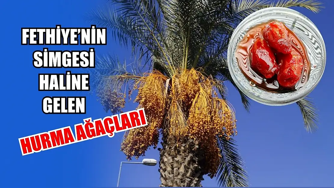 Fethiye'nin simgesi haline gelen hurma ağaçları