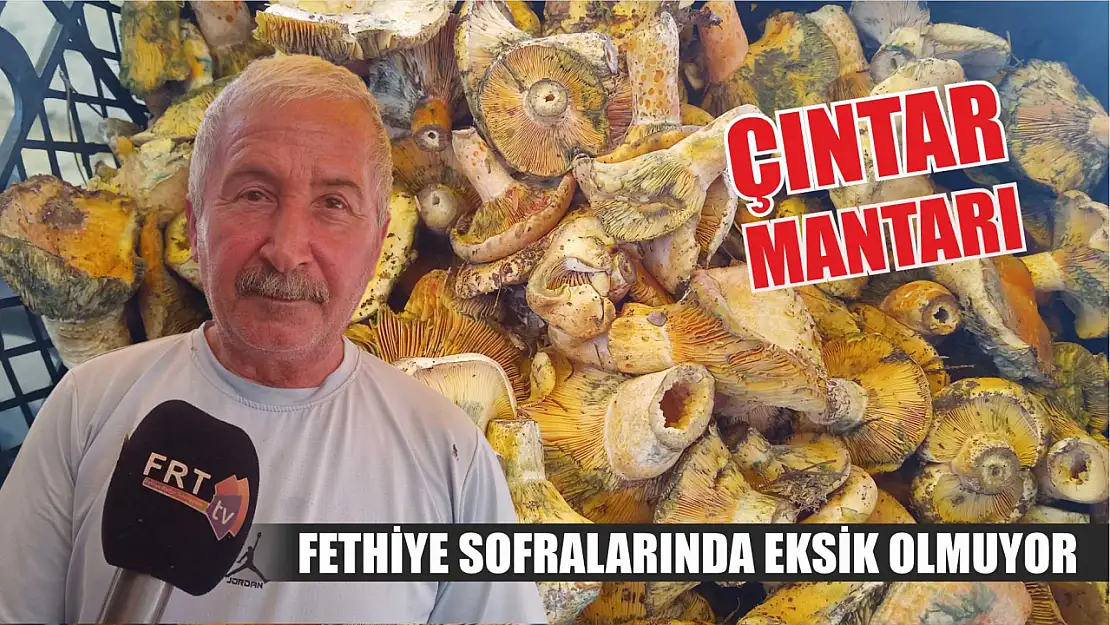 Fethiye sofralarında eksik olmuyor: Çıntar Mantarı