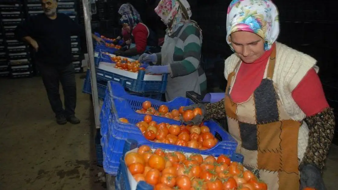 Fethiye üreticisi yeni kotayı bekliyor