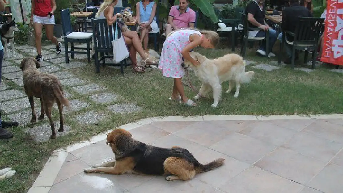 Fethiye'de köpek defilesi yapıldı