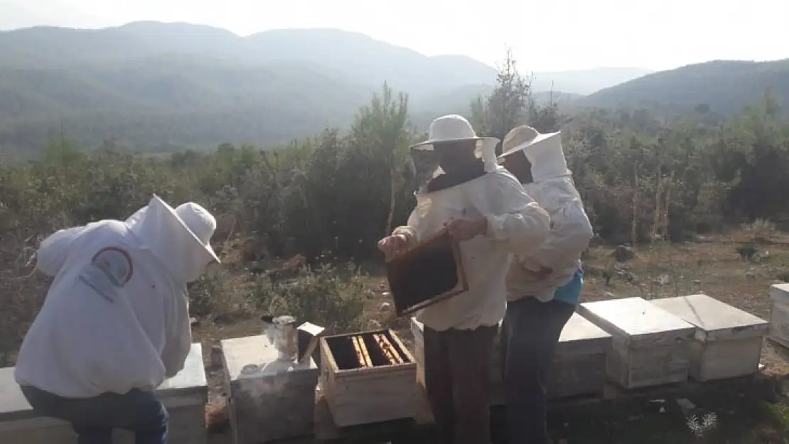 Fethiye'de Varroa Mücadelesi Başlatıldı