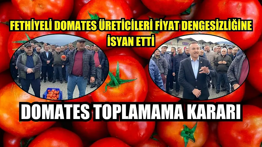 Fethiyeli Domates Üreticileri Fiyat Dengesizliğine İsyan Etti: Domates Toplamama Kararı