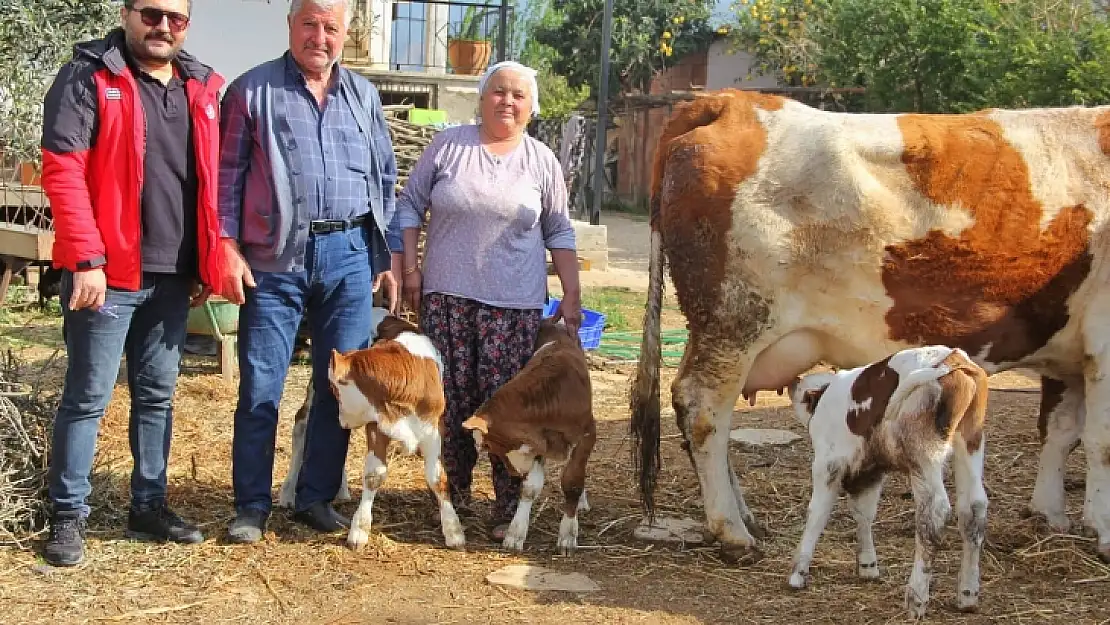 Fethiyeli Hatice teyzeye üçüz buzağı sürprizi