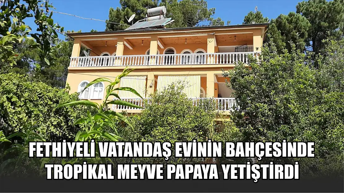 Fethiyeli vatandaş evinin bahçesinde tropikal meyve Papaya yetiştirdi