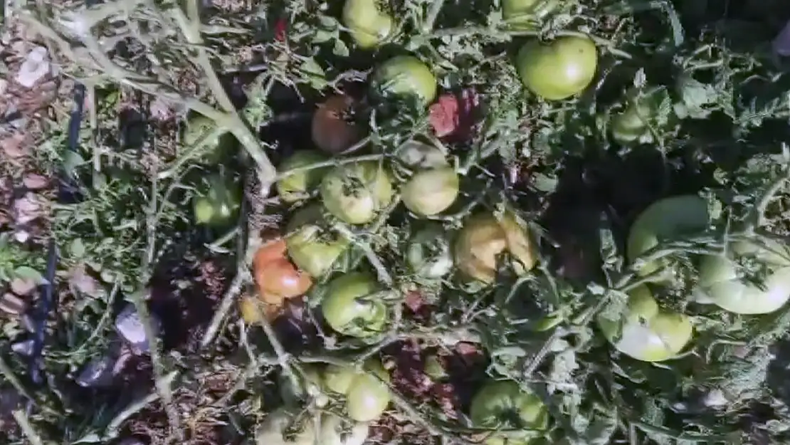 Fındık büyüklüğünde yağan dolu, domatesi tarlasında zarar verdi