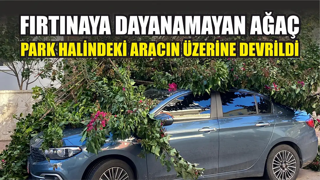 Fırtınaya dayanamayan ağaç park halindeki aracın üzerine devrildi