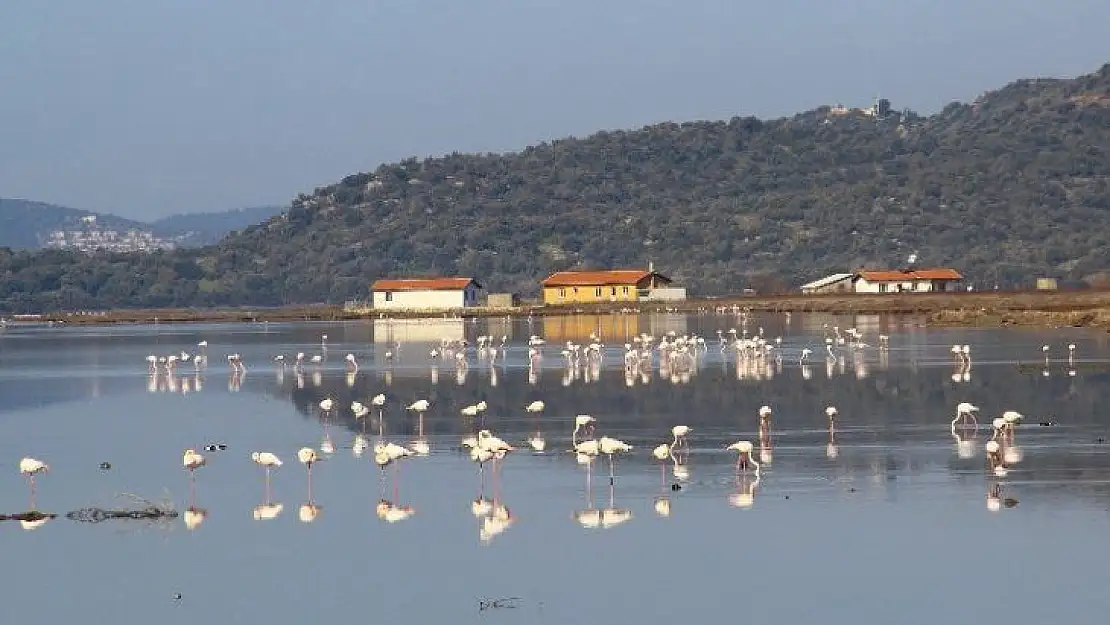 Flamingolar Bodrum'a akın etti