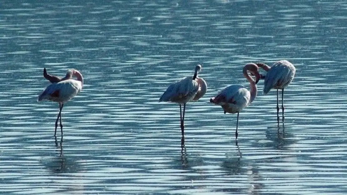 Flamingolar Bodrum'a çok erken geldi