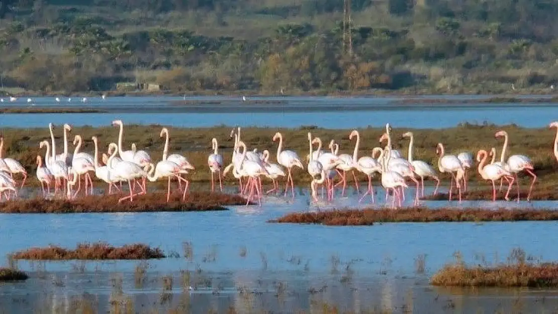 Flamingolar tuzla sulak alanına akın etti