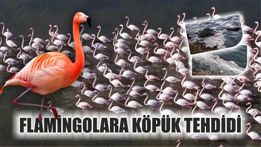 Flamingolara köpük tehdidi