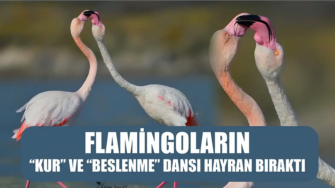 Flamingoların 'kur' ve 'beslenme' dansı hayran bıraktı