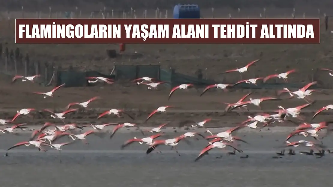 Flamingoların yaşam alanı tehdit altında