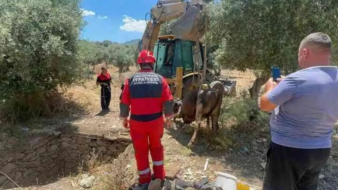 Foseptik çukuruna düşen inek kurtarıldı