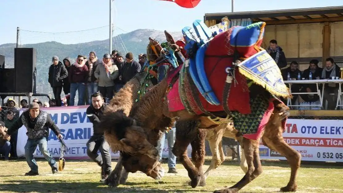 Geleneksel deve güreşleri 13'üncü kez gerçekleştirildi