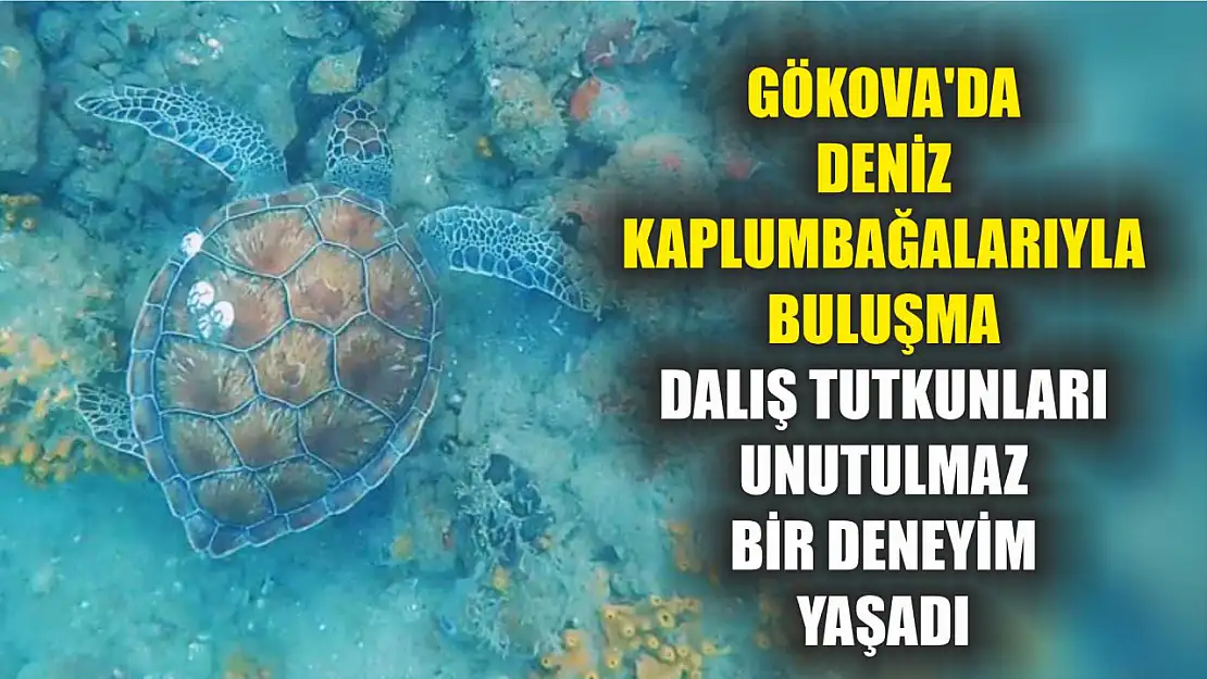 Gökova'da Deniz Kaplumbağalarıyla Buluşma: Dalış Tutkunları Unutulmaz Bir Deneyim Yaşadı