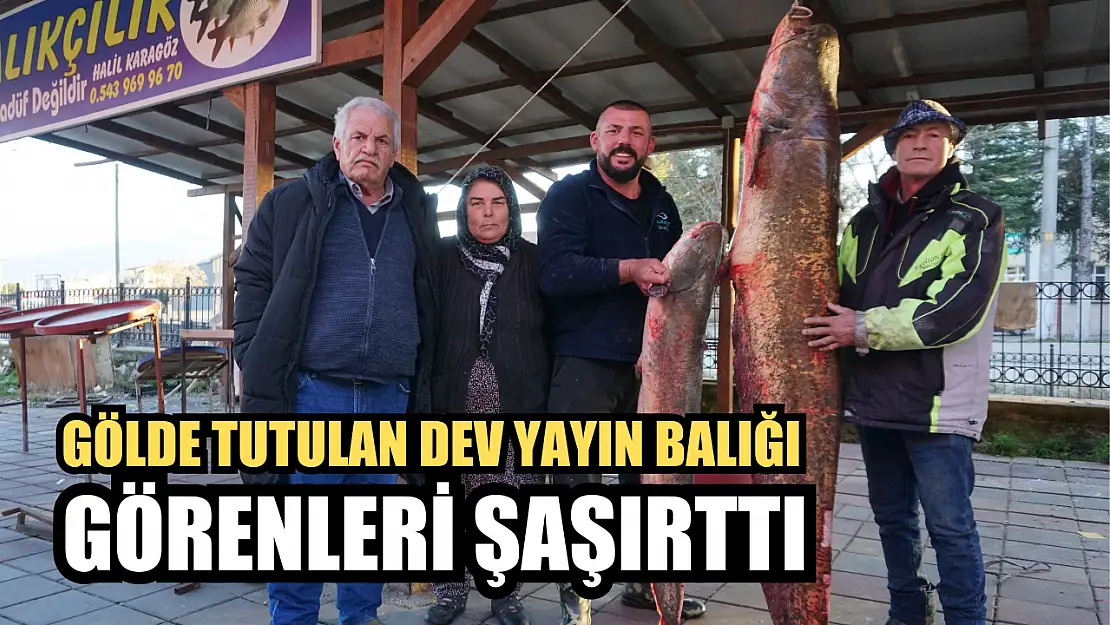 Gölde tutulan dev yayın balığı görenleri şaşırttı