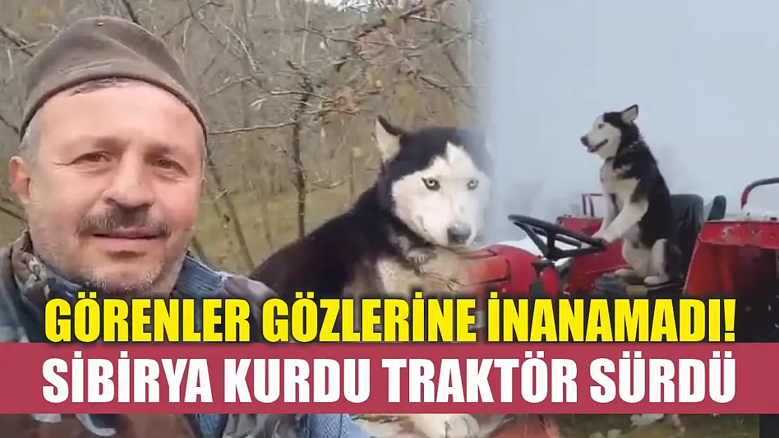 Görenler gözlerine inanamadı! Sibirya kurdu traktör sürdü