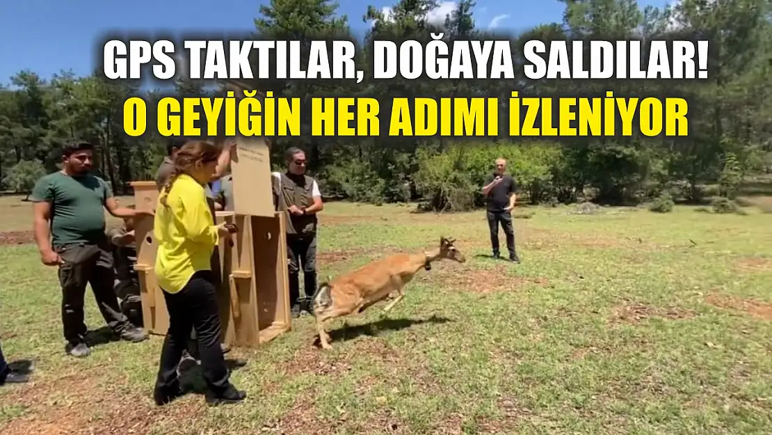GPS Taktılar, Doğaya Saldılar! O Geyiğin Her Adımı İzleniyor