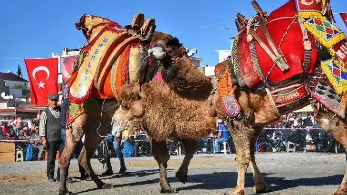 Güllük 6. Geleneksel Deve Güreşleri gerçekleştirildi