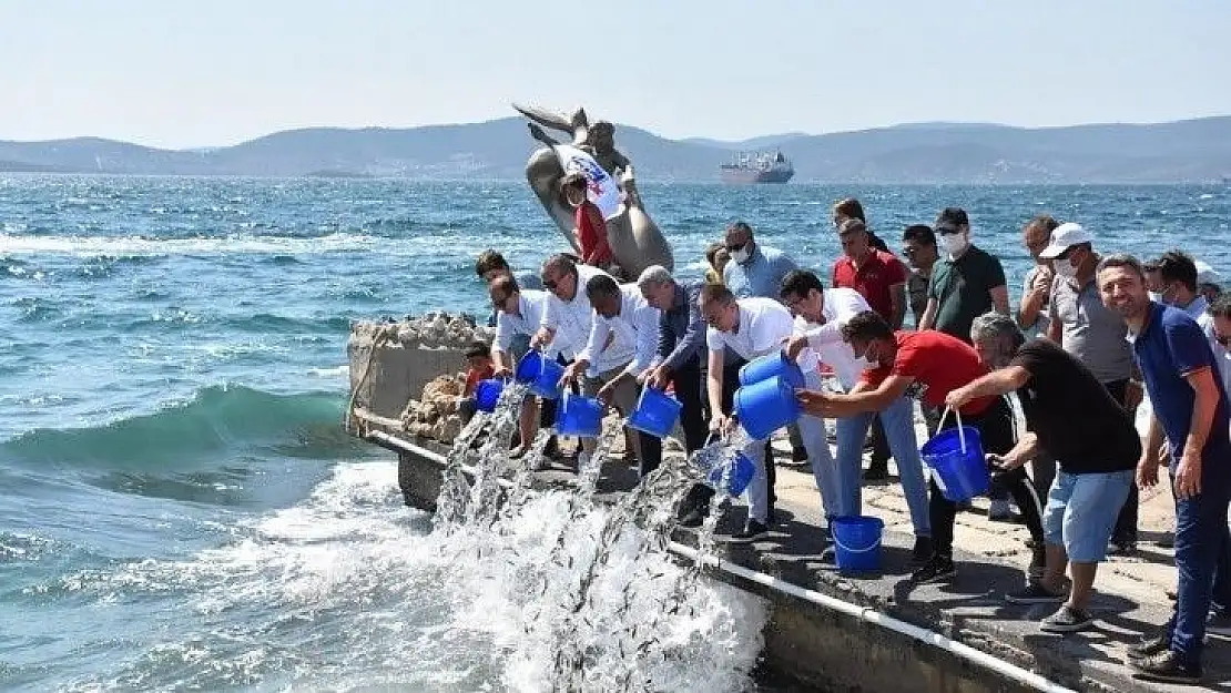 Güllük Körfezi'ne 30 bin levrek balığı yavrusu bırakıldı