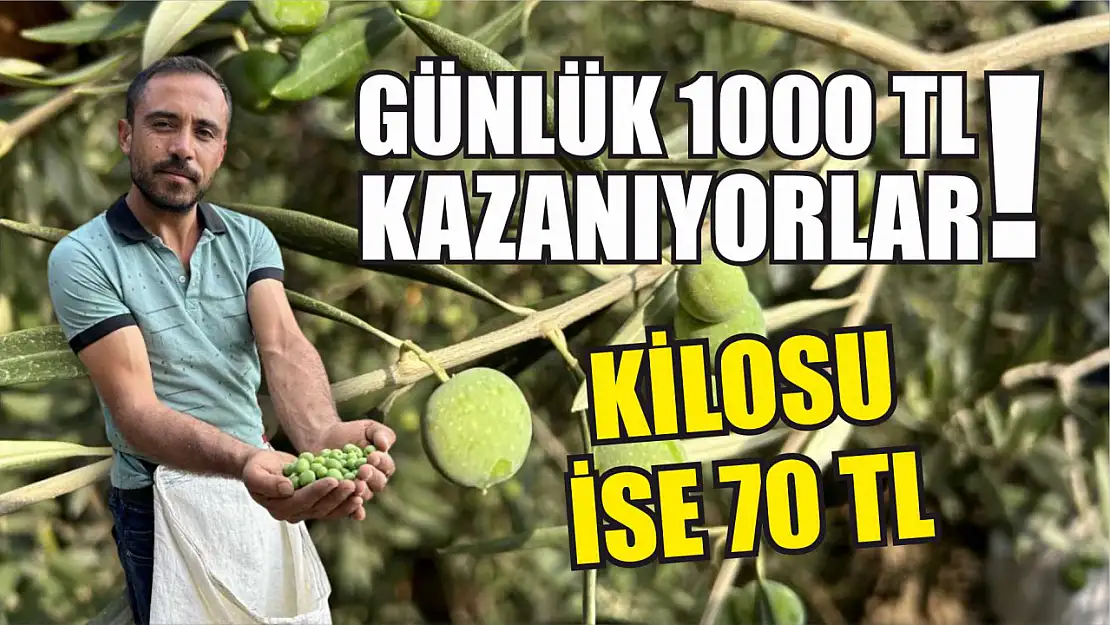 Günlük 1000 TL kazanıyorlar! Kilosu ise 70 TL