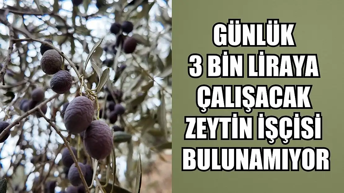 Günlük 3 bin liraya çalışacak zeytin işçisi bulunamıyor