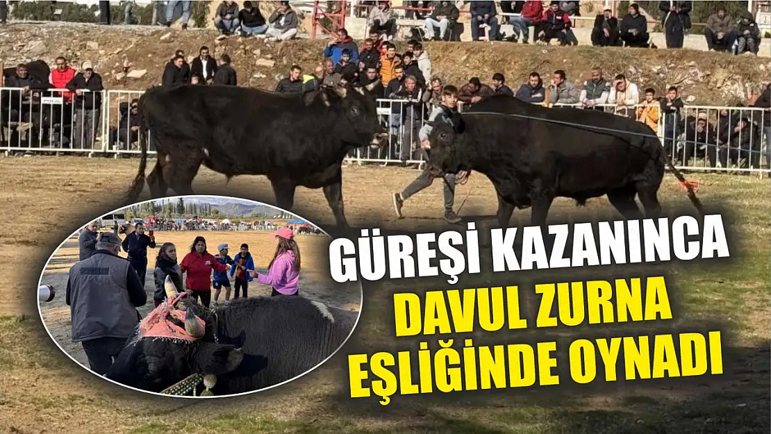 Güreşi kazanınca davul zurna eşliğinde oynadı