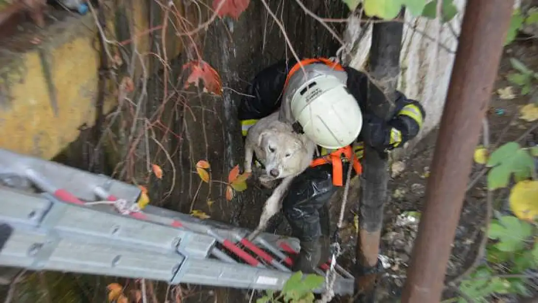 SEYDİKEMER'DE DERE İÇERİSİNDE KALAN KÖPEK KURTARILDI