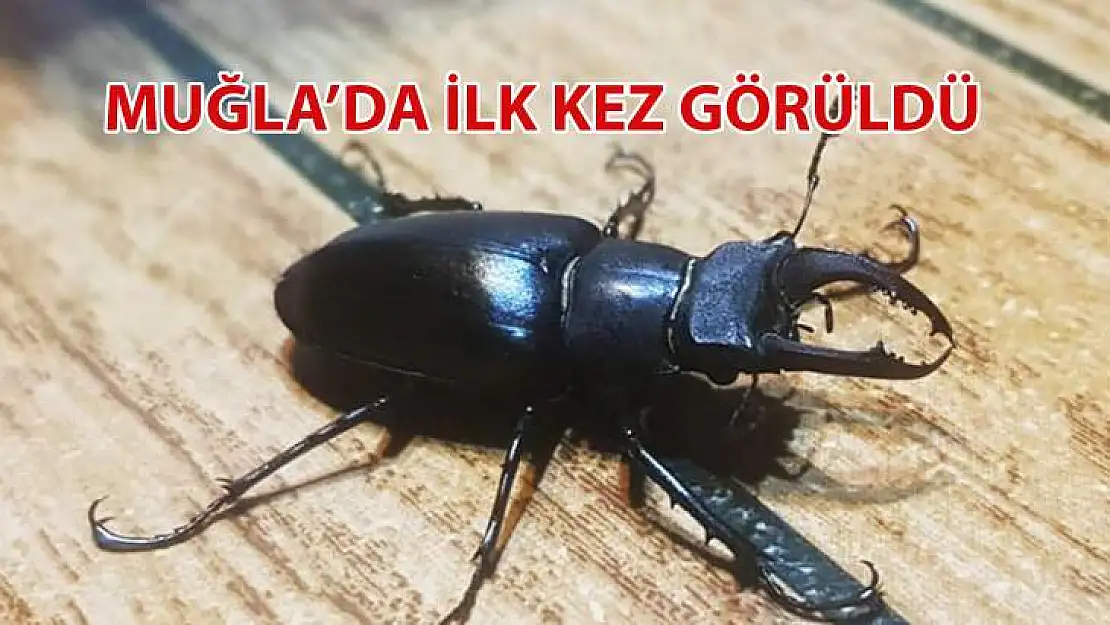 Muğla'da İlk Kez Görüldü (video)