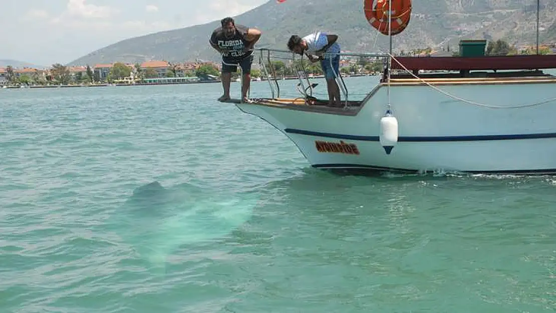 Bu Balık Körfezde İlk Kez Görüldü, Yetkililer Harekete Geçti