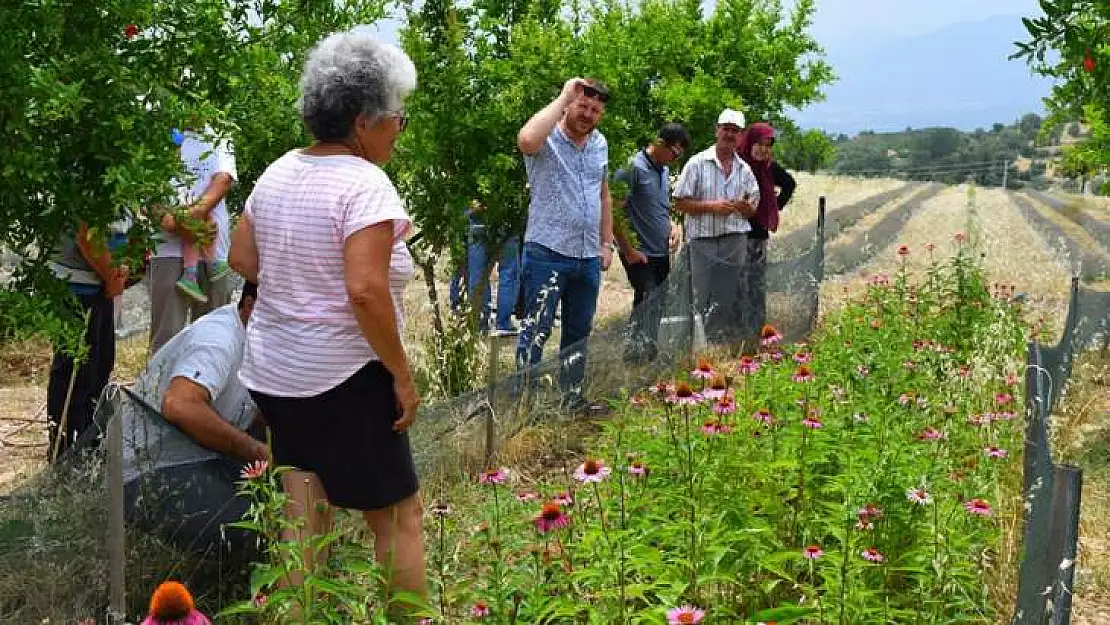 Seydikemer'de Ekinezya Bahçeleri İncelendi