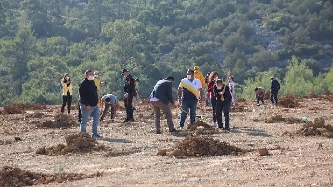 Hafriyat alanına 2 bin ağaç dikildi