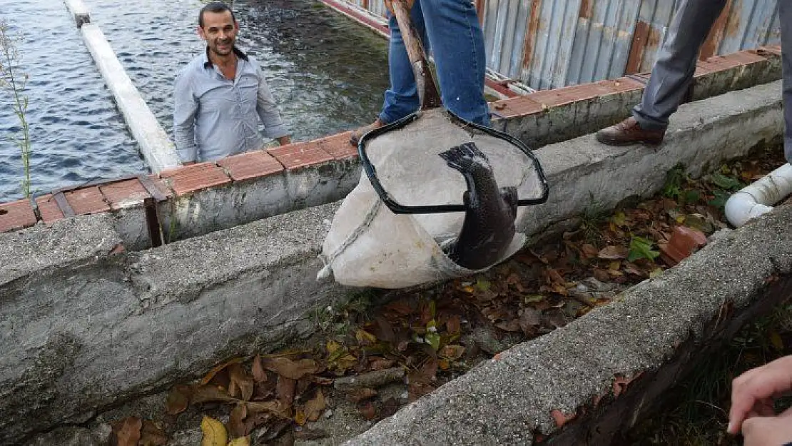 Haftada En Az İki Kez Balık, Ömür Boyu Sağlık