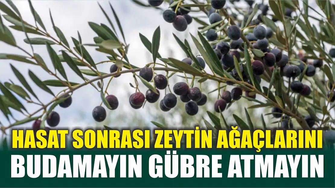 Hasat sonrası zeytin ağaçlarını budamayın gübre atmayın