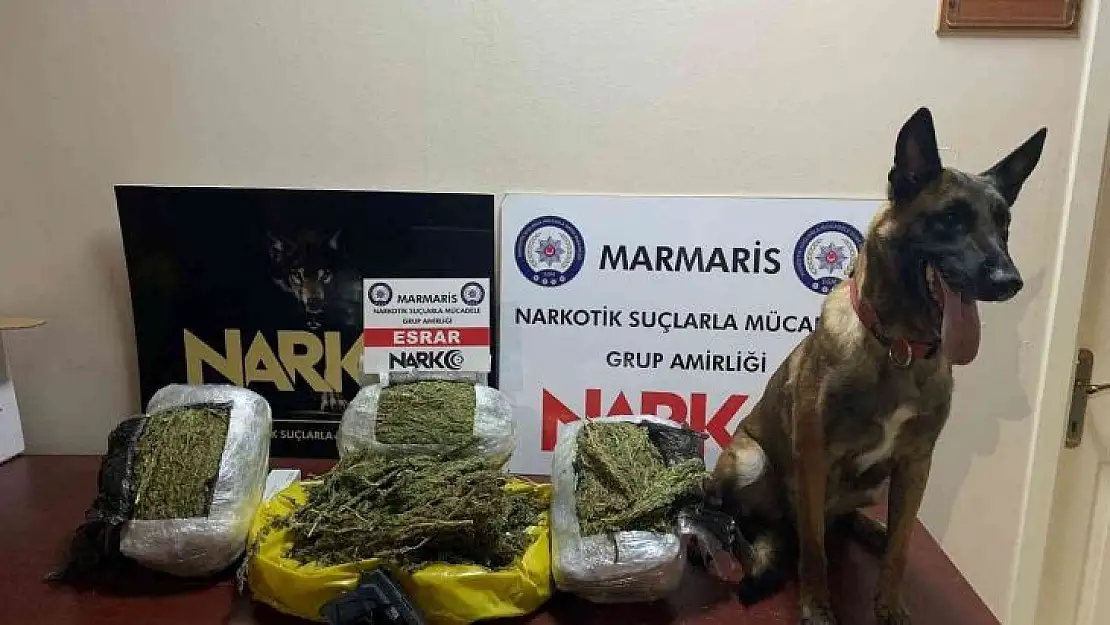 Hassas burun 'Coco' yılın köpeği seçildi