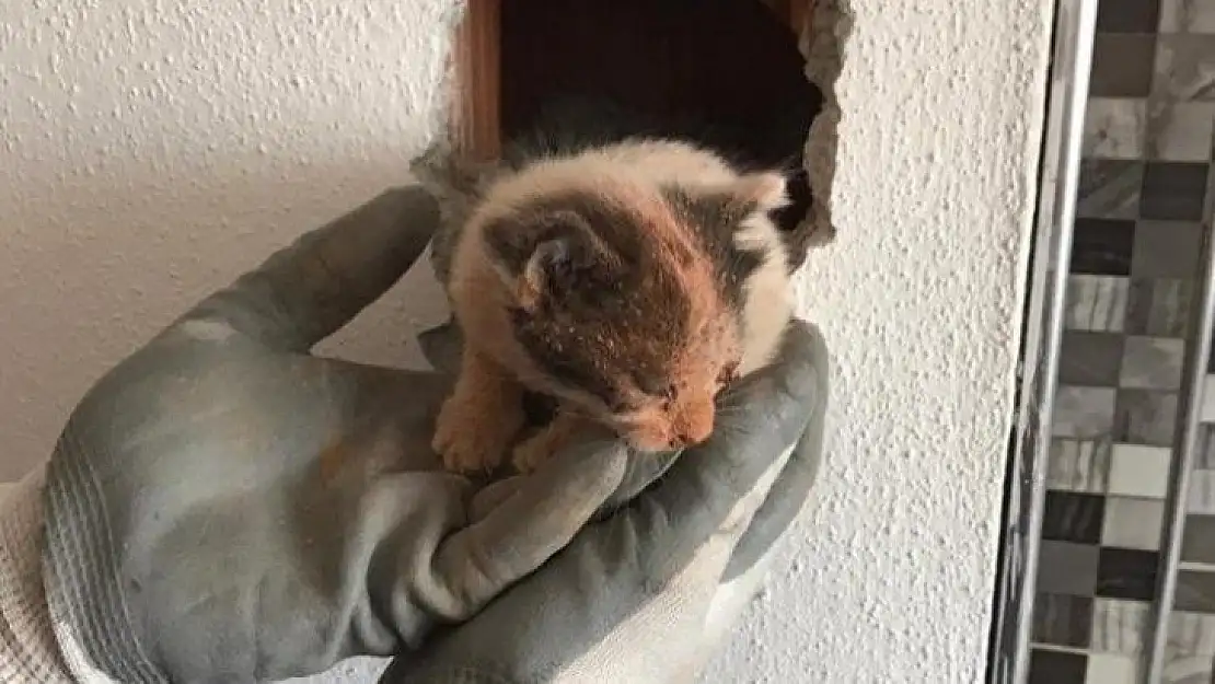 Havalandırma boşluğunda mahsur kalan kedi kurtarıldı