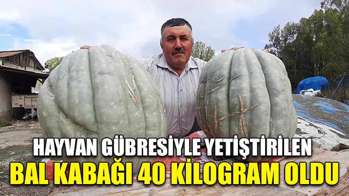 Hayvan gübresiyle yetiştirilen bal kabağı 40 kilogram oldu