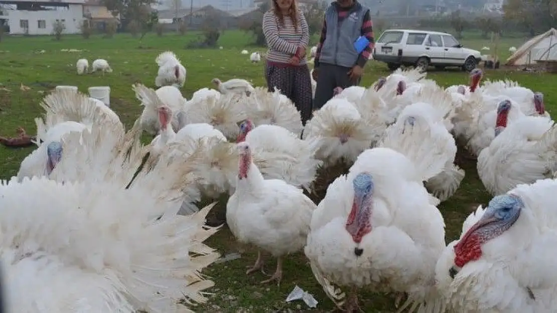 Hindiler görücüye çıktı