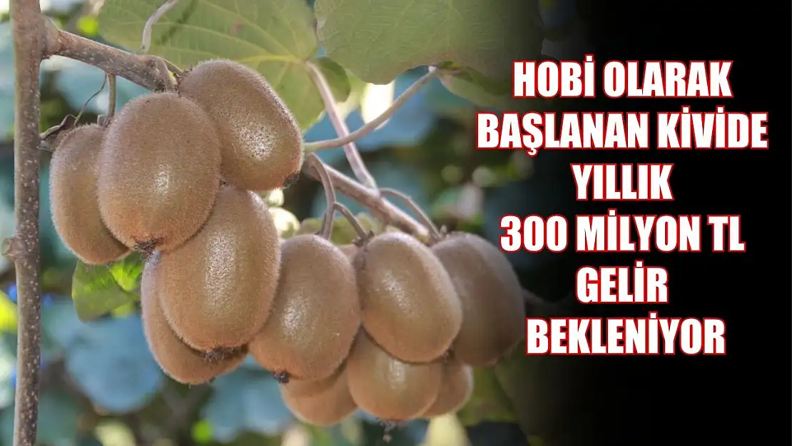 Hobi olarak başlanan kivide yıllık 300 milyon TL gelir bekleniyor