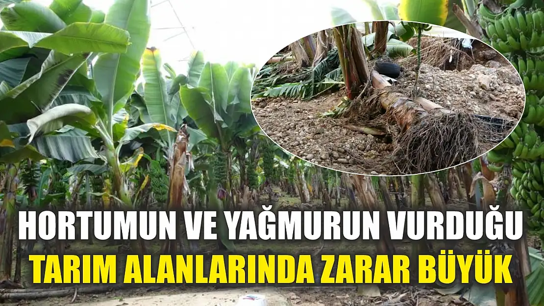 Hortumun ve yağmurun vurduğu tarım alanlarında zarar büyük