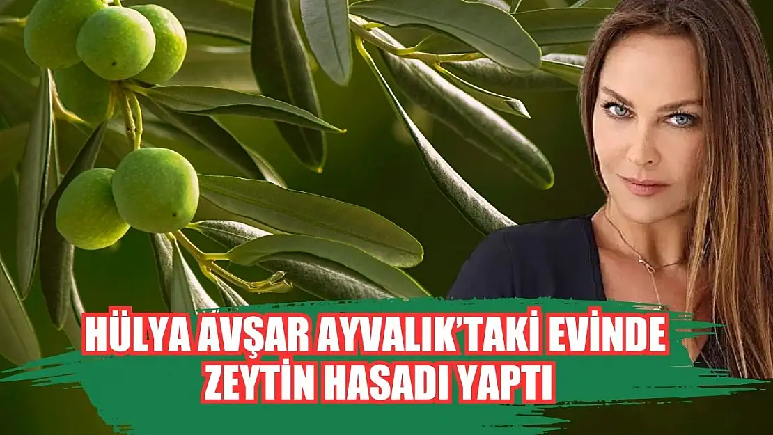 Hülya Avşar Ayvalık'taki evinde zeytin hasadı yaptı