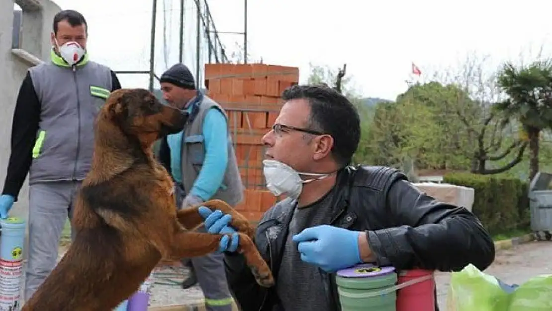 İçişleri Bakanlığından 'Sokak Hayvanları' genelgesi