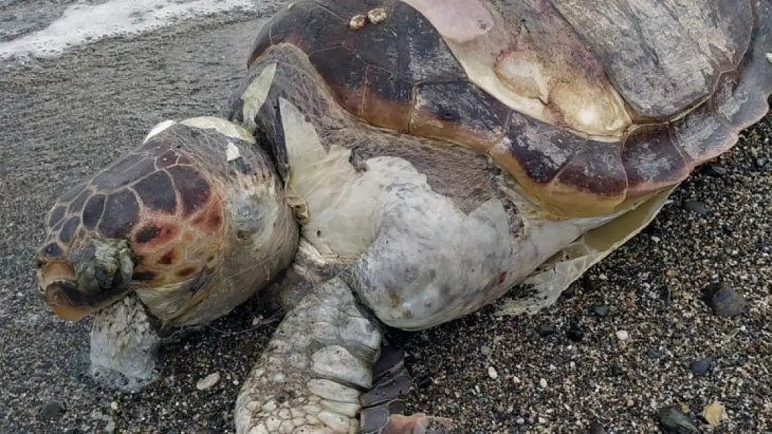 İçmeler sahiline ölü caretta vurdu